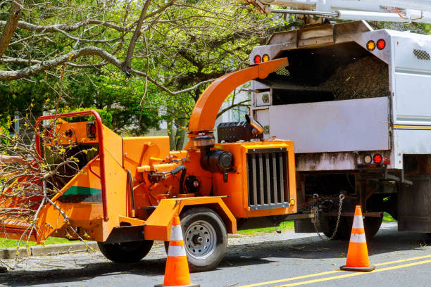 Trusted Seven Oaks, SC Tree Services Experts