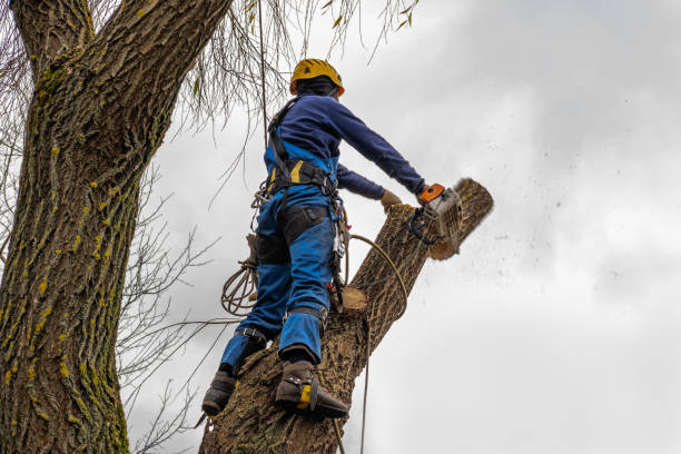 Best Tree Health Inspection  in Seven Oaks, SC